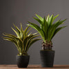 Decoration: Artificial Plant- | Get A Free Side Table Today