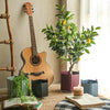 MI48 A Set Of Four Indoor Plant Stands- | Get A Free Side Table Today