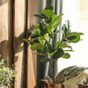 RG263 Artificial Plant- | Get A Free Side Table Today