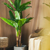TU14 Artificial Plant- | Get A Free Side Table Today