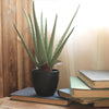 TU23 Artificial Plant- | Get A Free Side Table Today